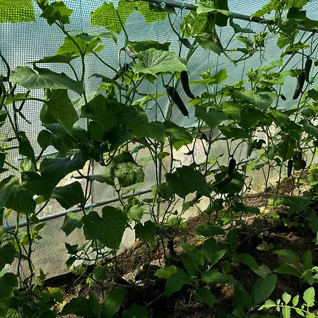 Quinta Da Fera Canecas * Odivelas (Lisbon)